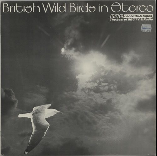 Various-Nature-Birds-Wha-British-Wild-Bird-632592